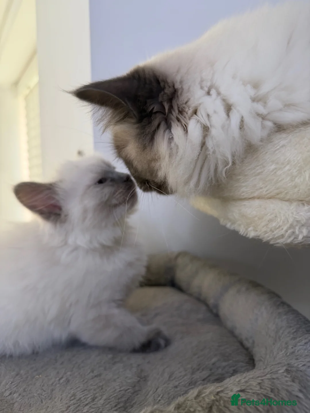 Ragdoll cats for sale: Adorable and friendly Ragdoll Kittens - Advert 13