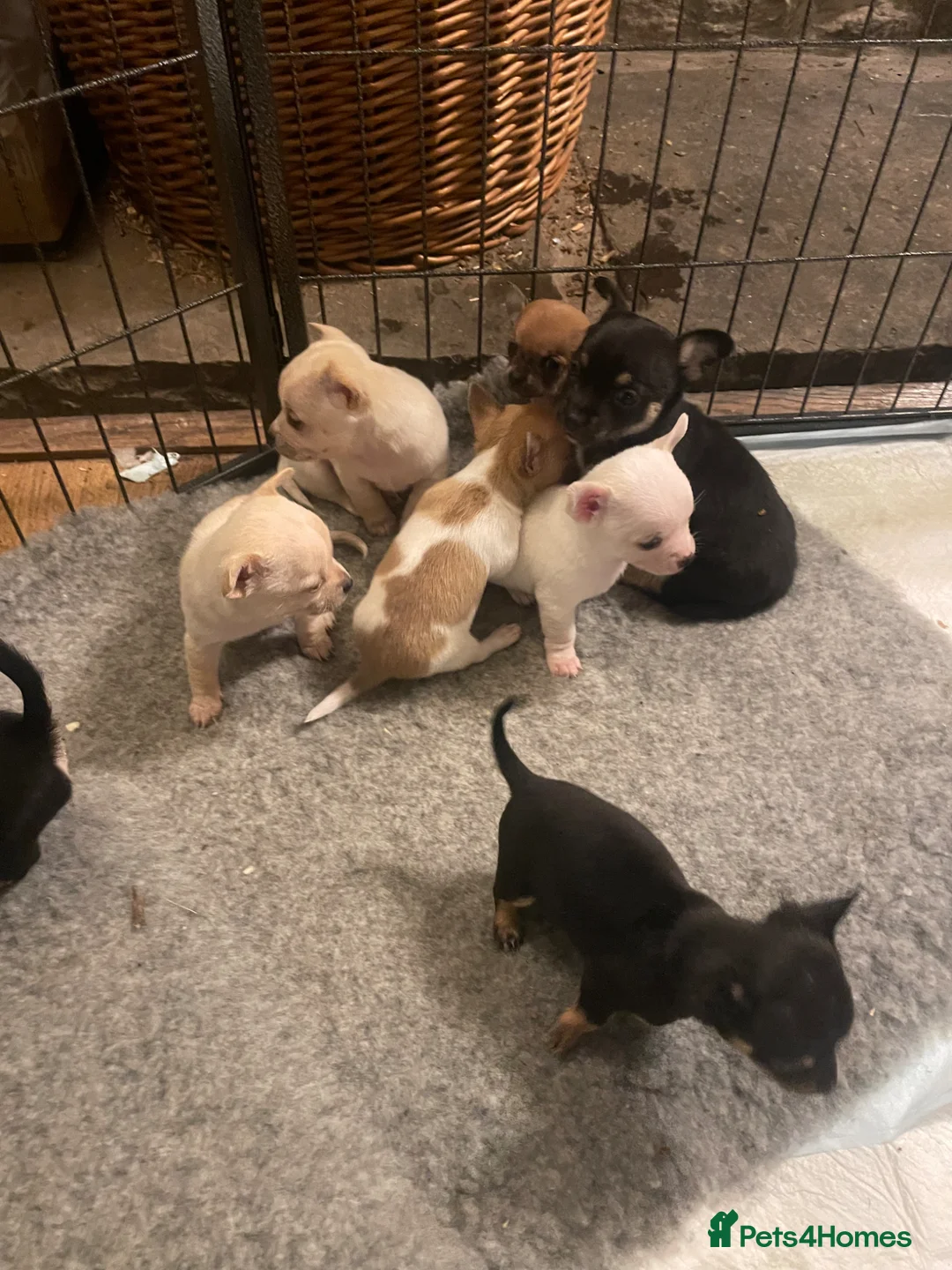 Chorkie dogs for sale: Chorkie Puppies - Advert 2