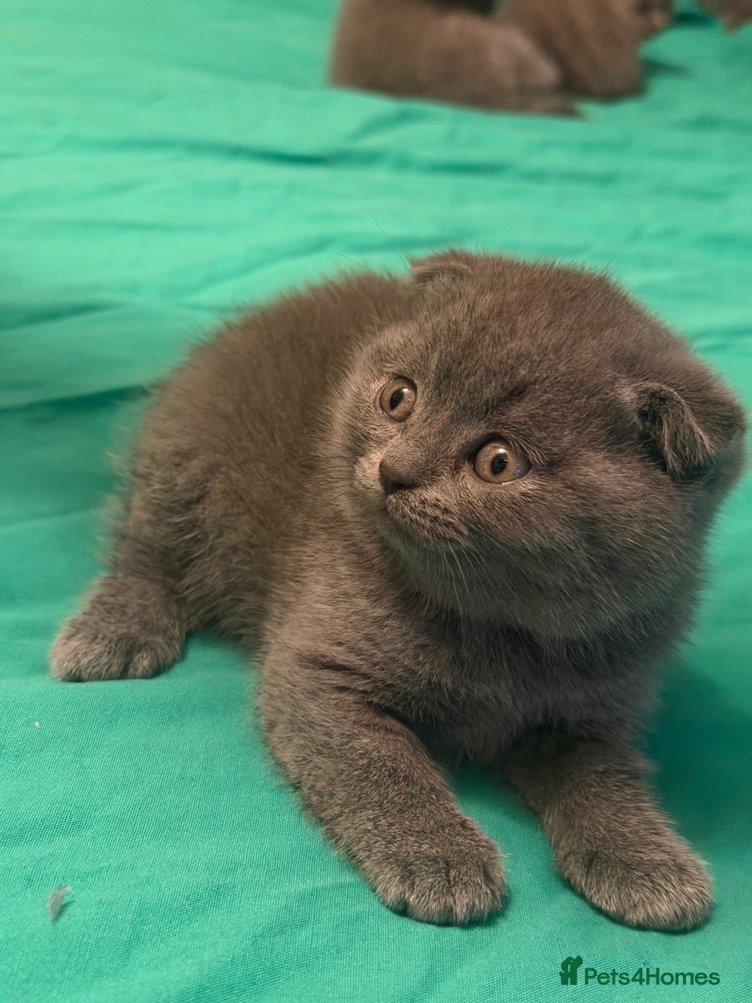 Scottish Fold cats for sale: Scottish fold kittens - Advert 11