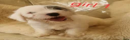 Sealyham Terrier dogs for sale: 🐕🐕 4 adorable sealyham terrier puppies 🐕🐕 - Advert 8
