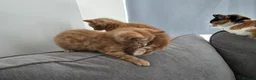 Mixed Breed cats for sale: Two ginger kittens for sale  in Kingston upon Thames - Advert 4