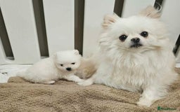 Pomeranian dogs for sale: Cute white male and female pomeranian puppies - Image 2