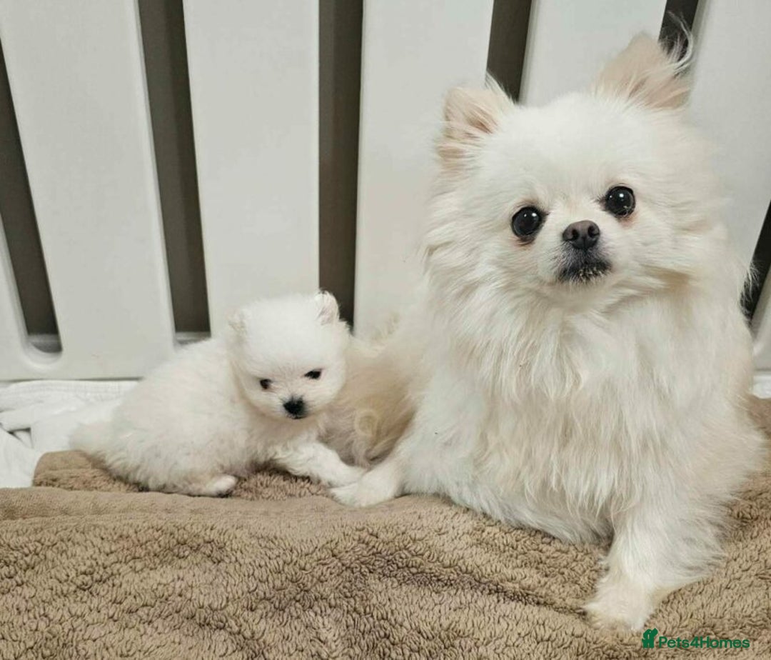 Pomeranian dogs for sale: Cute white male and female pomeranian puppies - Image 2