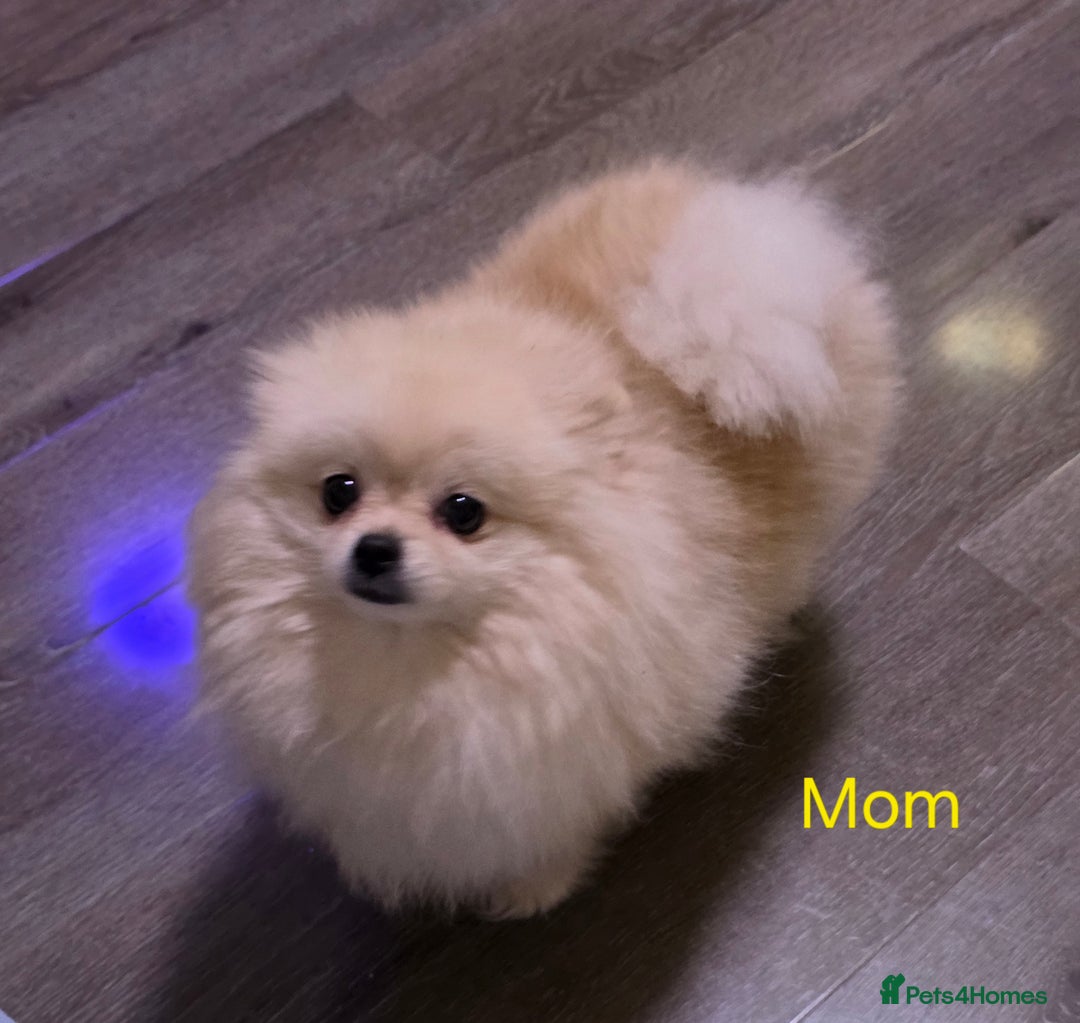 Pomeranian dogs for sale: Hello - Advert 1