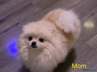 Pomeranian dogs Hello - Advert 2