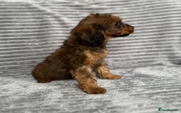 Cockapoo dogs for sale: Adorable Cockapoos looking for forever homes - Image 15