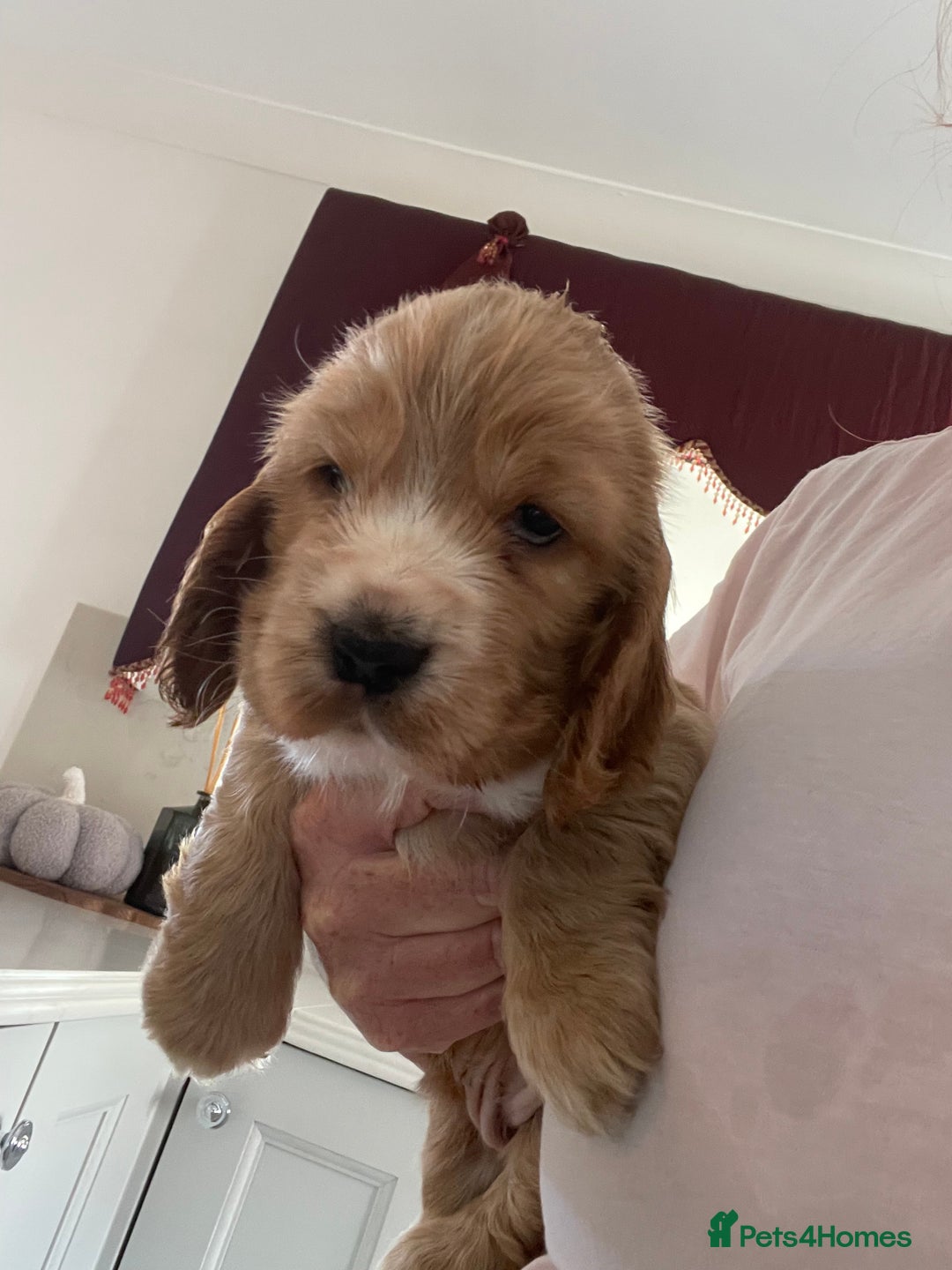 Cocker Spaniel dogs for sale: Kc show cocker spaniels with 5 week free insurance - Advert 9