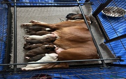 Boxer dogs for sale: Boxer Puppies from Health Testd Parents  - Image 1