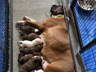 Boxer dogs - Advert 4