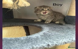 Scottish Fold cats for sale: scottish fold kittens  - Image 7