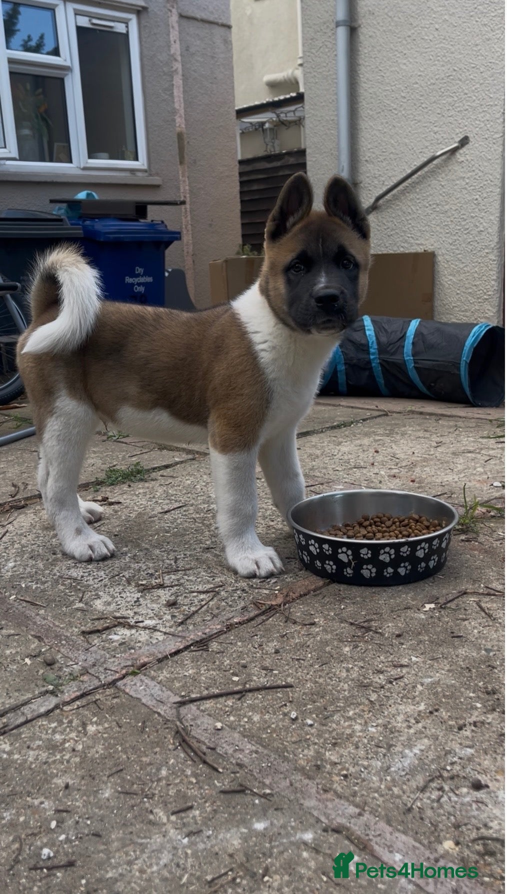 Akita dogs Stunning large brown boy, great temperament - Advert 1