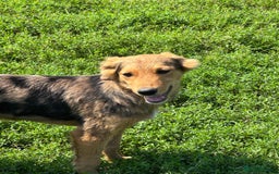 Mixed Breed dogs for adoption: JASPER - a Superb Puppy Boy, for a Loving Home - Image 7