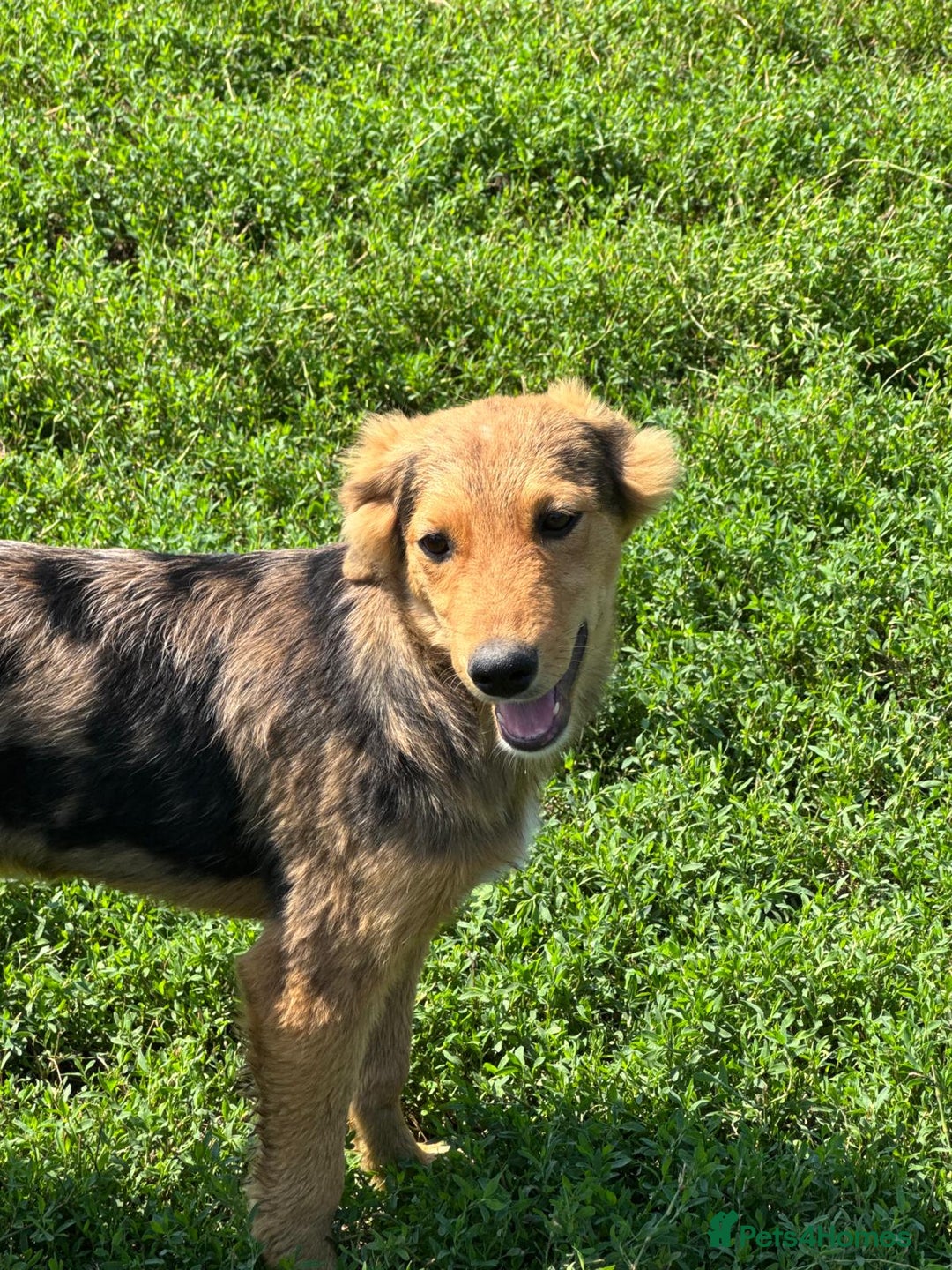 Mixed Breed dogs for adoption: JASPER - a Superb Puppy Boy, for a Loving Home - Image 7