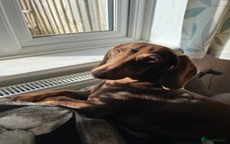 Miniature Dachshund dogs for sale: Miniature dachshund chocolate girl - Image 5