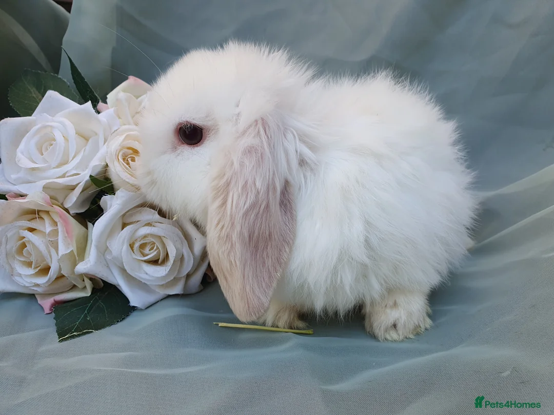 Mini Lop rabbits for sale: Friendly baby mini lops  - Advert 2