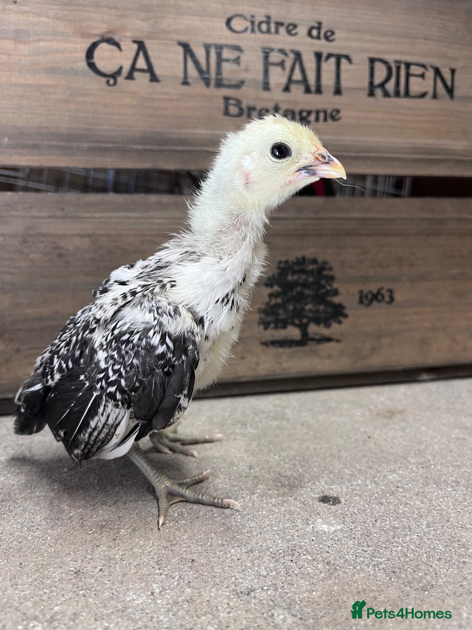 Chickens poultry for sale: Bantams and other breeds of bantam  - Advert 2