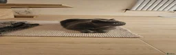 British Shorthair cats for sale: Family Cat For Sale - Advert 4