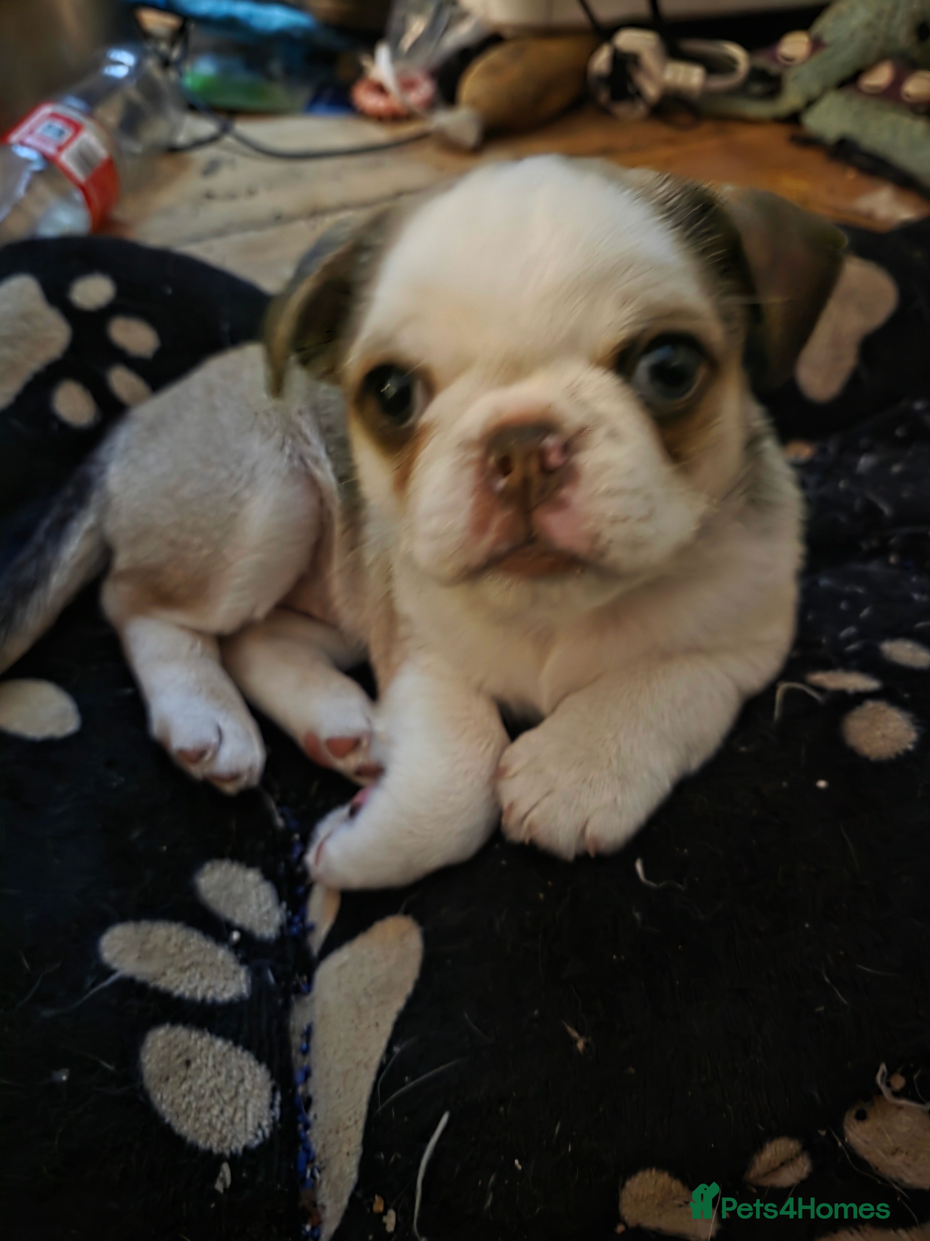 Pug dogs Kc registered boy and girl left ready now  - Advert 5