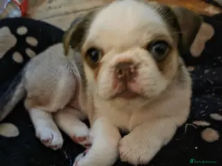 Pug dogs Kc registered boy and girl left ready now - Advert 5