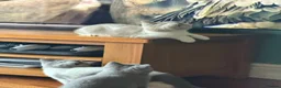 British Shorthair cats for sale: Ready now British Shorthair Lilac and white GCCF - Advert 10
