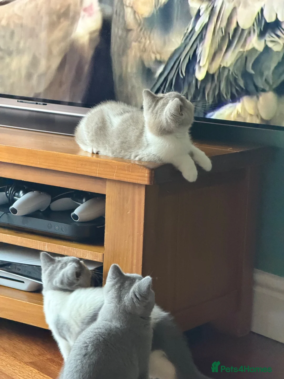 British Shorthair cats for sale: Ready now British Shorthair Lilac and white GCCF - Advert 10