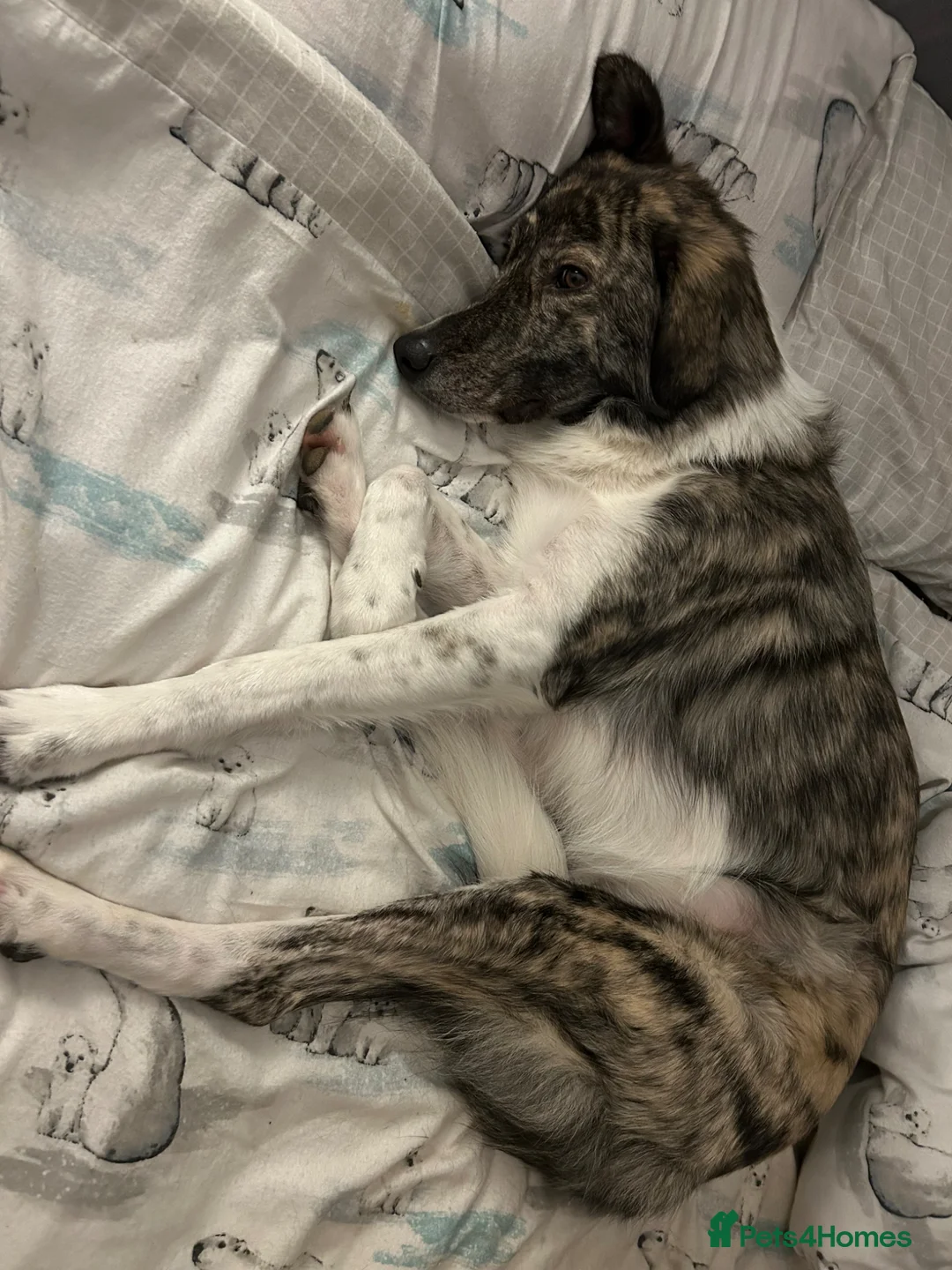 Mixed Breed dogs for sale: Lola rehoming - Advert 2