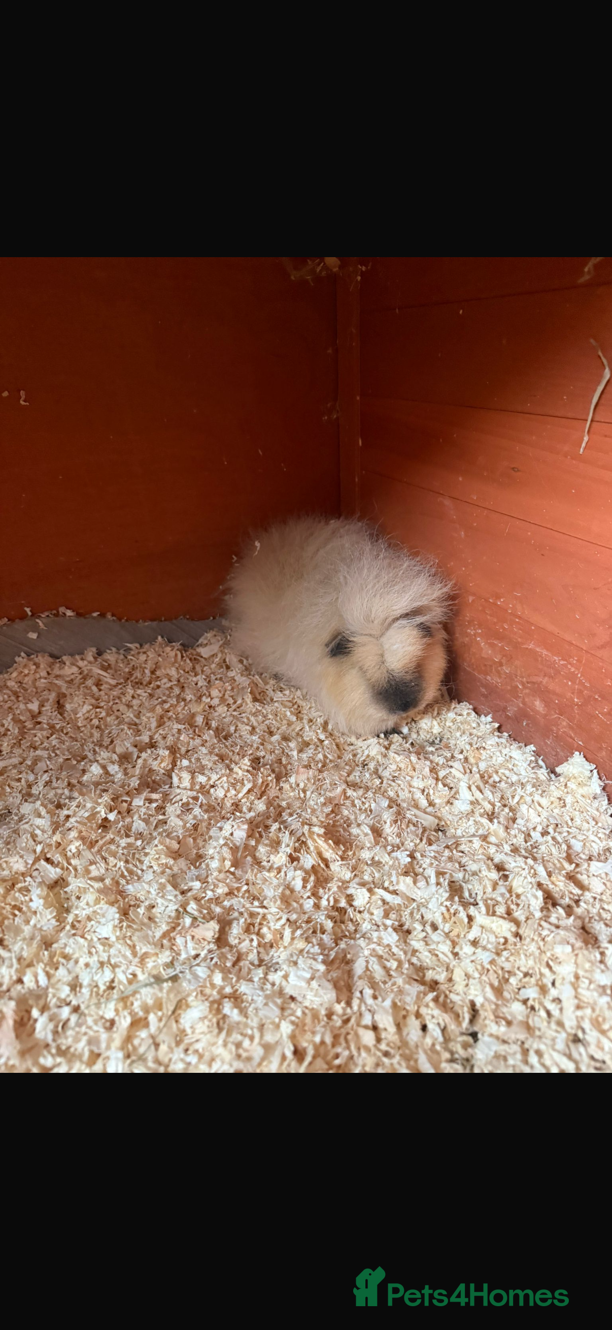 Guinea Pig rodents Cali Swiss boar  - Advert 1