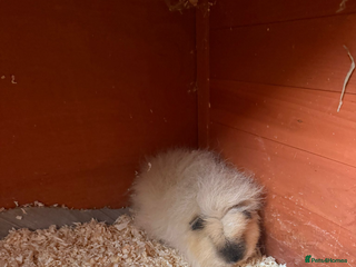 Guinea Pig rodents Cali Swiss boar - Advert 2