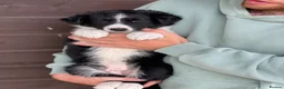 Border Collie dogs for sale: Collies puppies - Advert 2