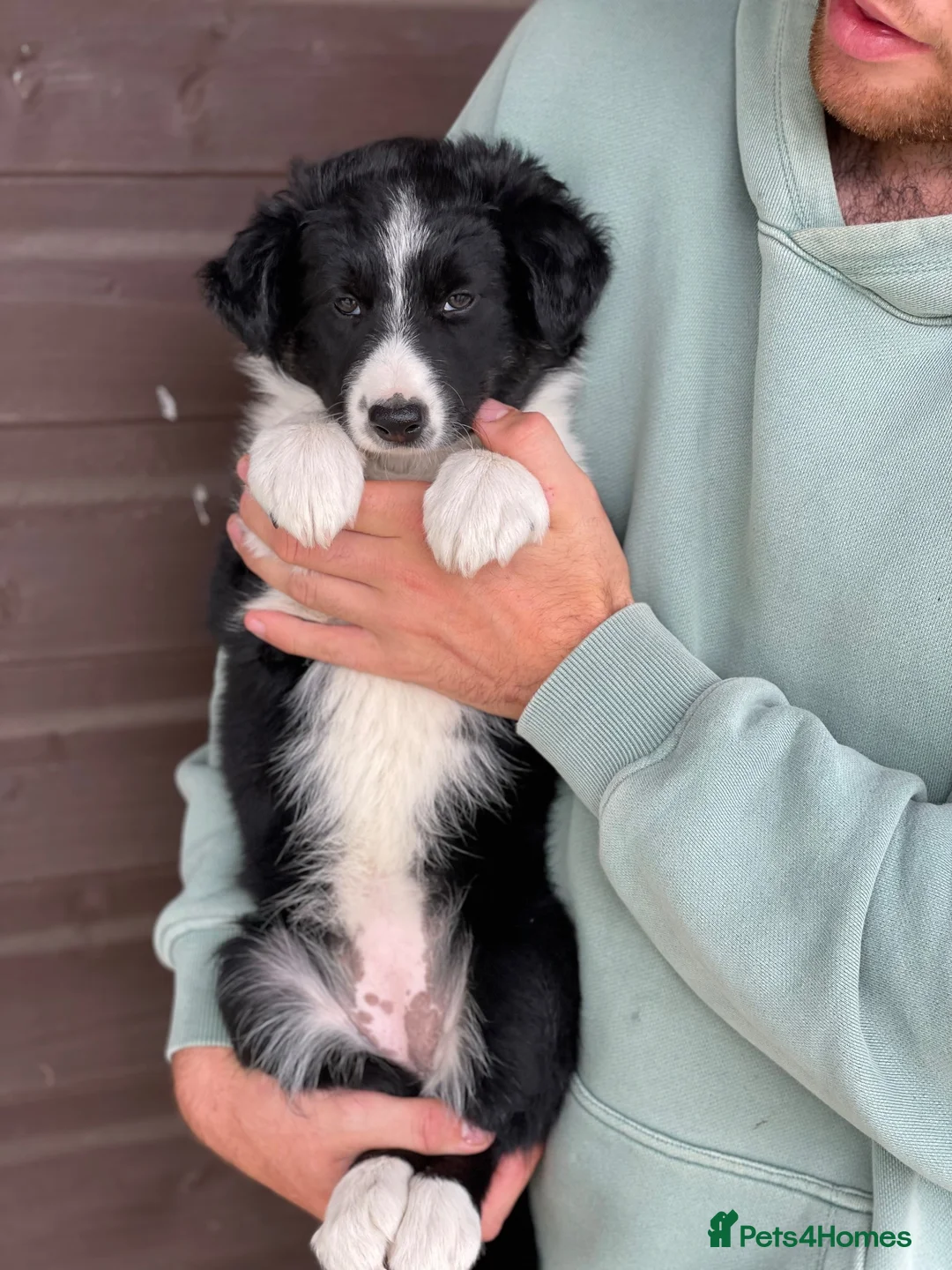 Border Collie dogs for sale: Collies puppies - Advert 2