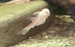 Plecos fish for sale: Snow White shortfin plecos - Image 1