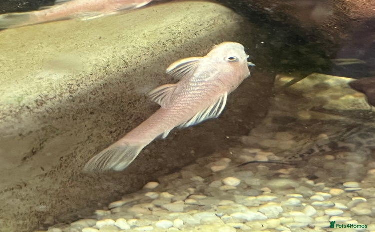 Plecos fish - Advert 2