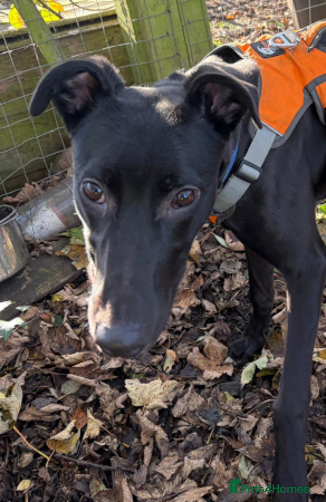 Lurcher dogs for adoption: BERT, young male lurcher in rescue - Advert 4