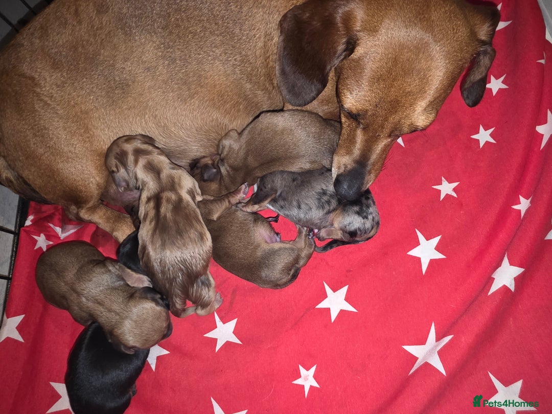 Miniature Dachshund dogs for sale: Sausage-shaped bundles of joy ❤️🌭 - Image 11