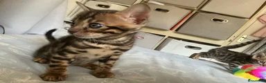 Bengal 5