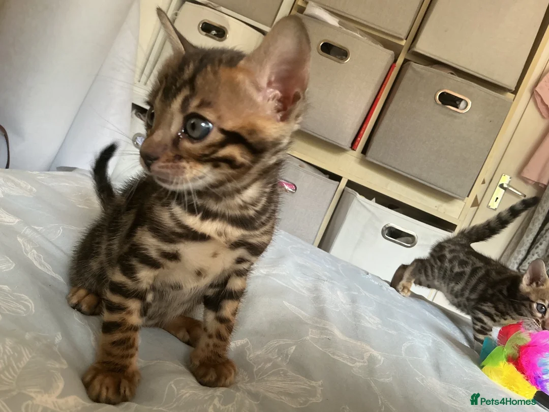 Bengal cats for sale: Adorable Bengal kittens pedigree ready to reserve - Advert 23