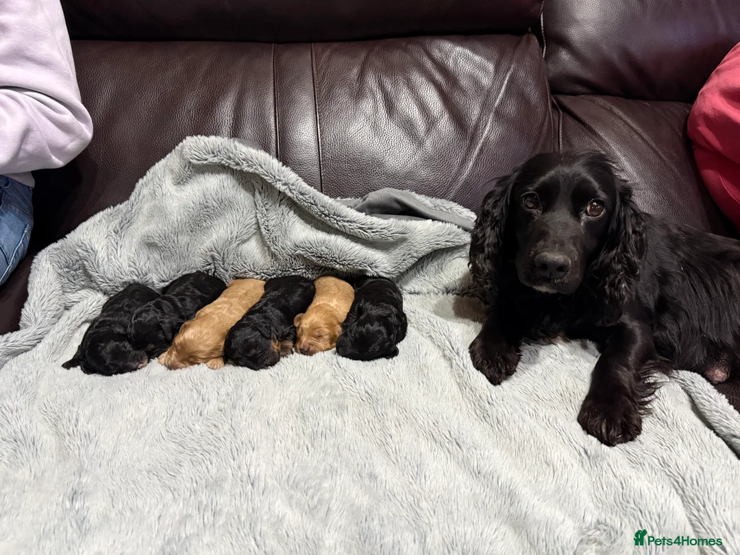 Cockapoo dogs for sale: Toy Cockapoos- KC & health tested parents  - Advert 3