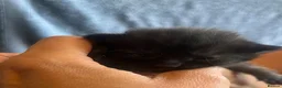 Mixed Breed cats for sale: Beautiful fluffy kittens  - Advert 13