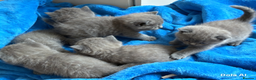 British Shorthair cats for sale: British shorthair kittens  - Advert 1