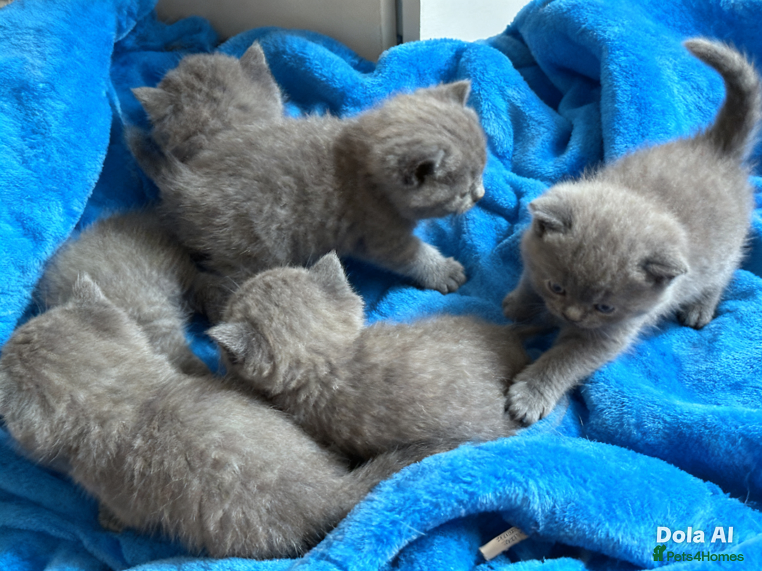 British Shorthair cats for sale: British shorthair kittens  - Advert 1