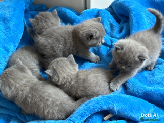 British Shorthair cats British shorthair kittens - Advert 9