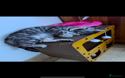 British Shorthair cats for sale: Sweet Lyla: Your New Best Friend!💖 - Image 3