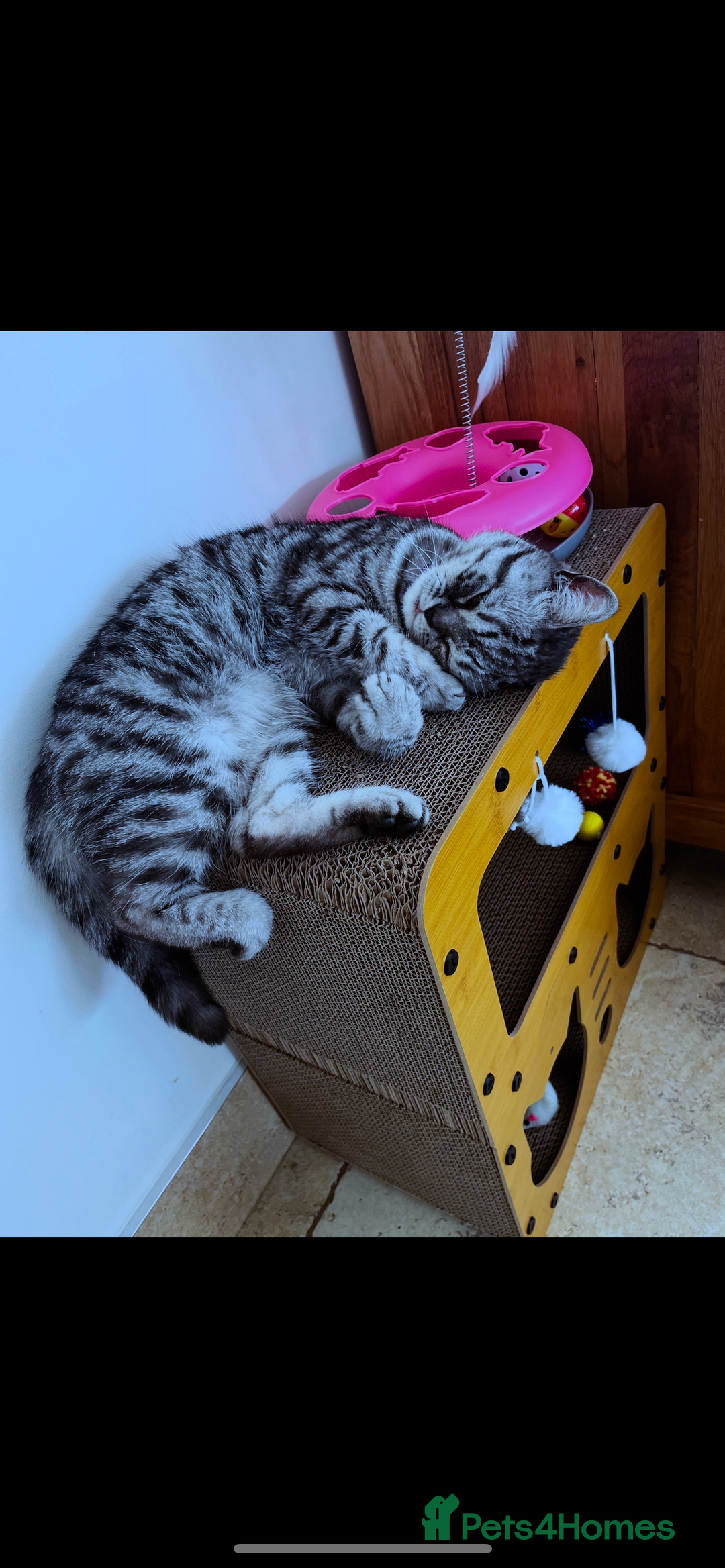 British Shorthair cats for sale: Sweet Lyla: Your New Best Friend!💖 - Image 3