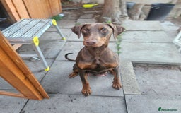Dobermann dogs for sale: Elite Class World Champion Pedigree Pups KC'D - Image 37