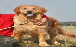 Golden Retriever dogs for sale: KC registered, Health Certificated, DARK SHOW Line - Image 3