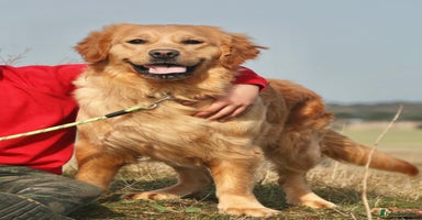 Golden Retriever dogs - Advert 13