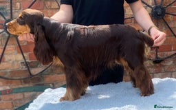 Cocker Spaniel dogs for sale: Beautiful Show Type Cocker Spaniel Pups - Image 8