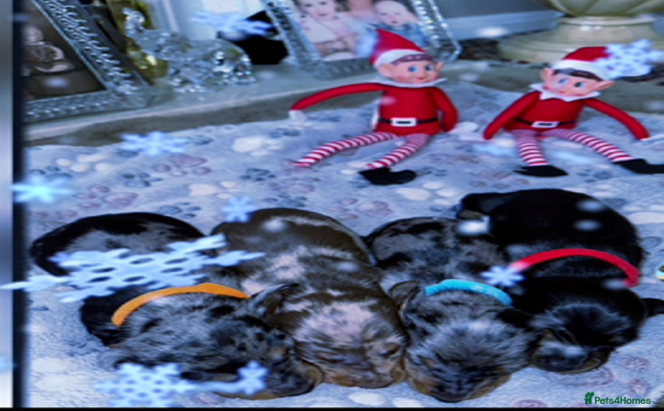 Miniature Dachshund dogs Miniature Dachshund Puppies - Advert 2