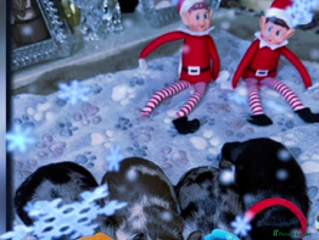 Miniature Dachshund dogs Miniature Dachshund Puppies - Advert 1