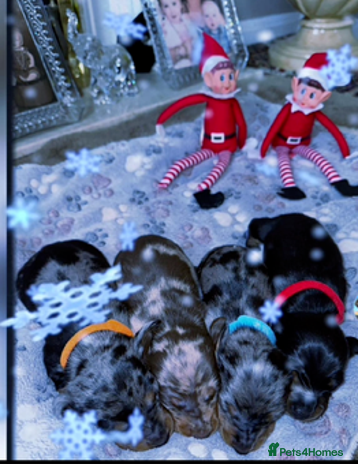 Miniature Dachshund dogs Miniature Dachshund Puppies - Advert 2